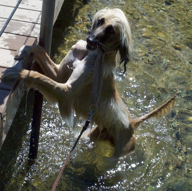 Xoran, an Afghan Hound tested with EmbarkVet.com