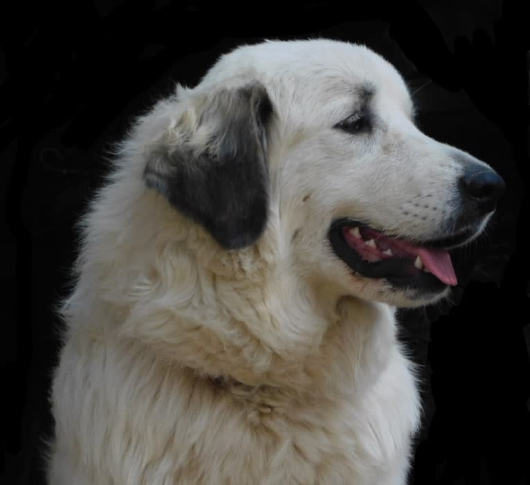 Pearl, a Great Pyrenees tested with EmbarkVet.com