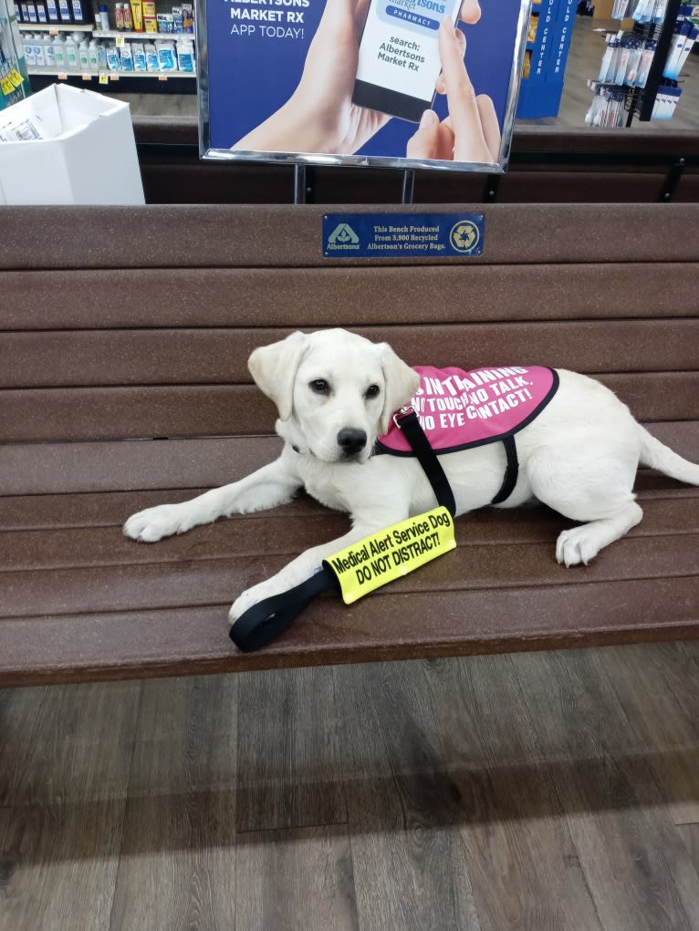 Missy, a Labrador Retriever tested with EmbarkVet.com