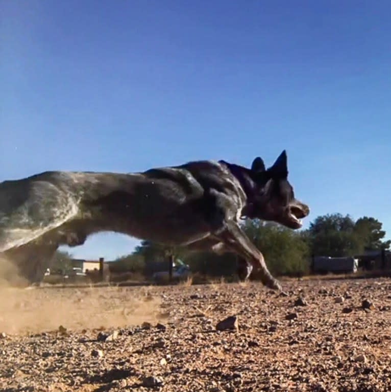 Bruce, an Australian Cattle Dog tested with EmbarkVet.com