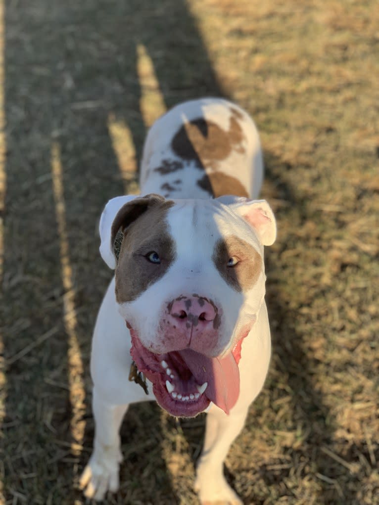 Remington, an American Pit Bull Terrier and American Staffordshire Terrier mix tested with EmbarkVet.com