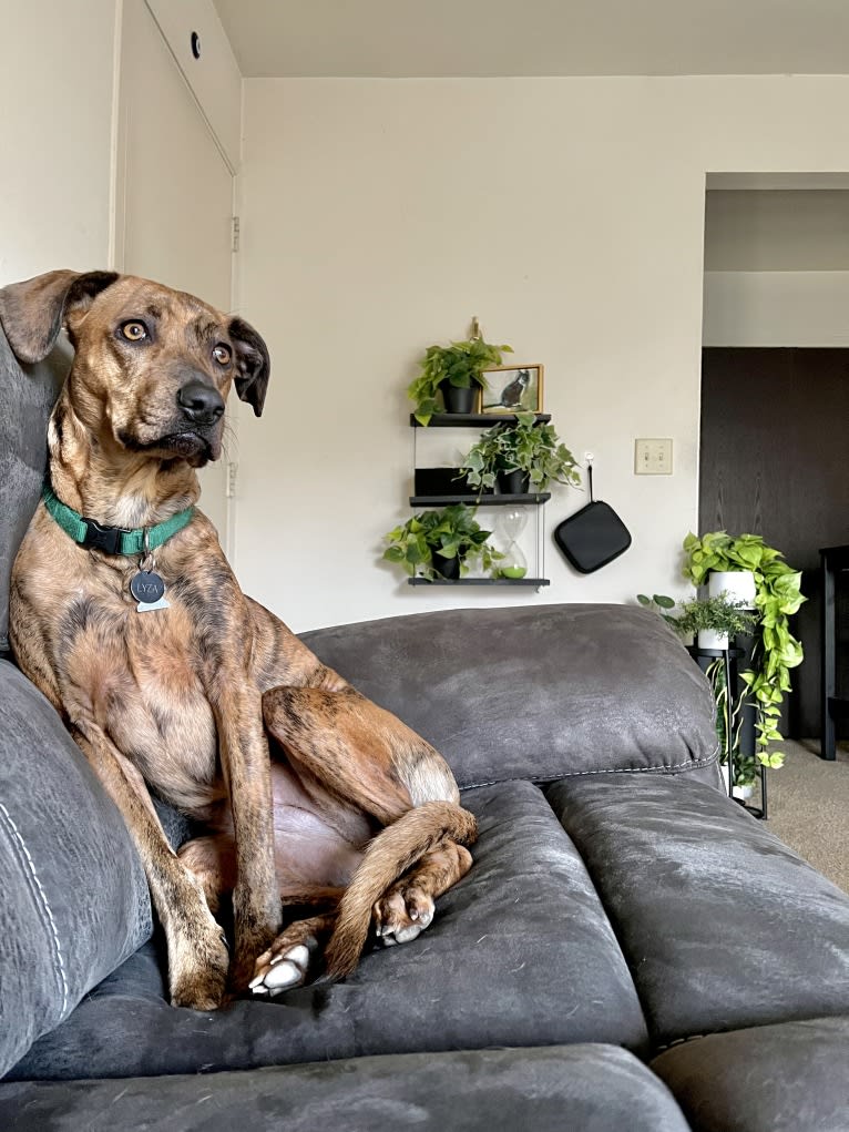 Lyza, a Catahoula Leopard Dog and American Pit Bull Terrier mix tested with EmbarkVet.com