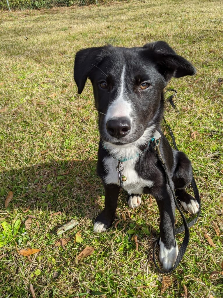 Teddy, a Siberian Husky and American Pit Bull Terrier mix tested with EmbarkVet.com