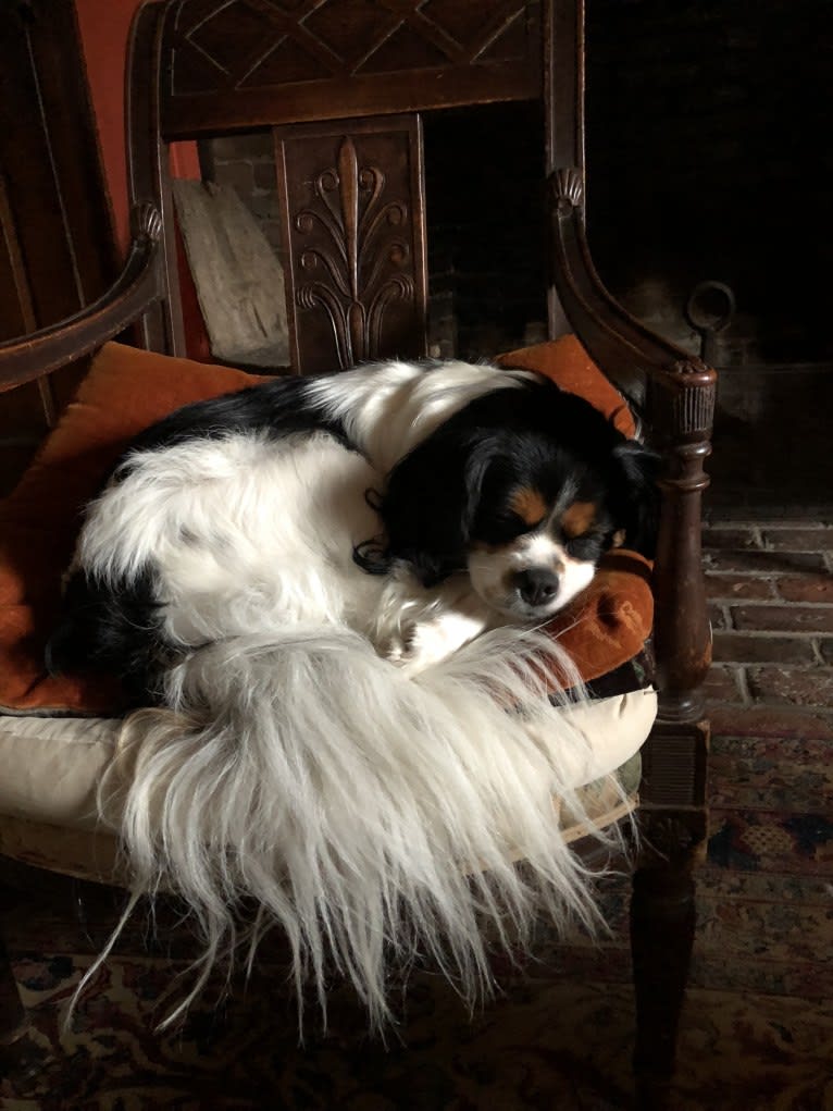 ROBBIE, a Cavalier King Charles Spaniel and Pomeranian mix tested with EmbarkVet.com