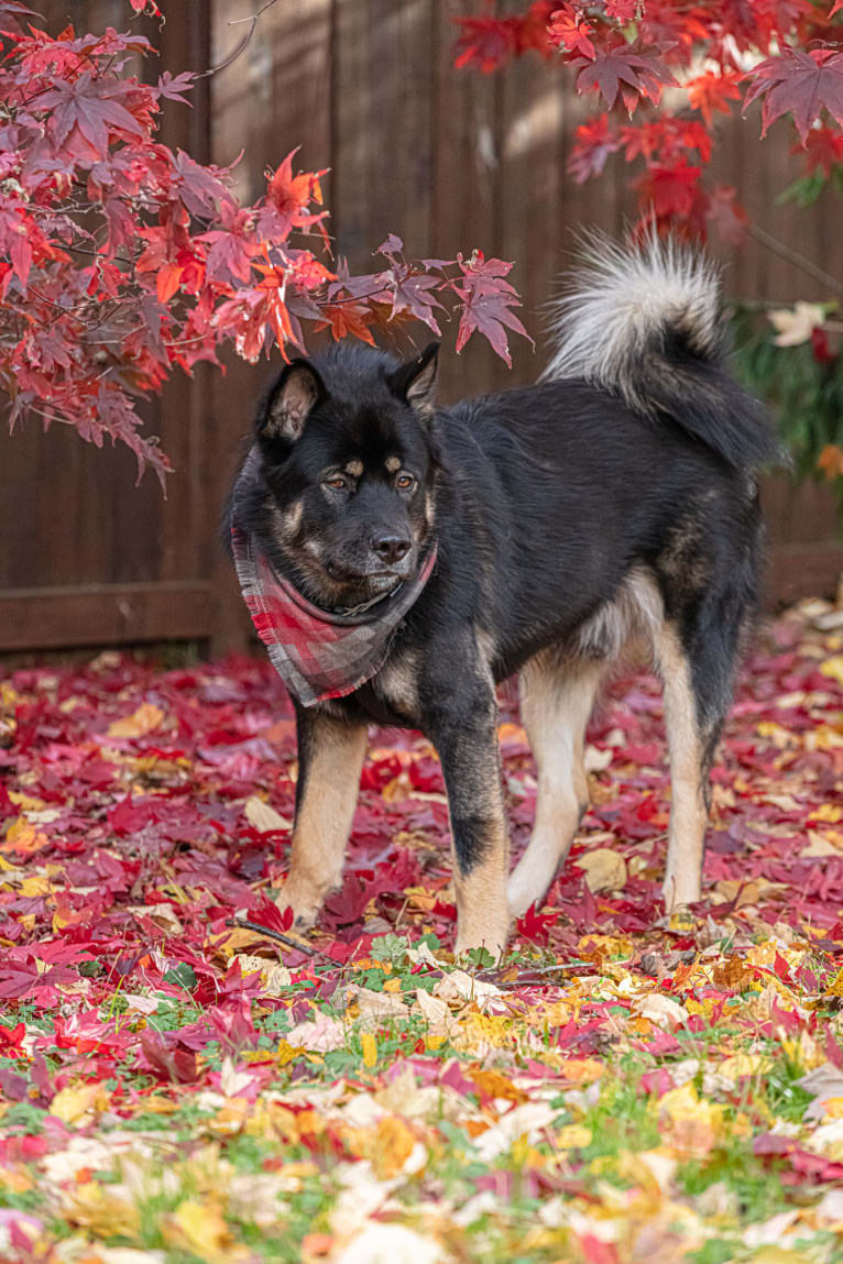 Kaiju Bear, an Akita and Alaskan Malamute mix tested with EmbarkVet.com
