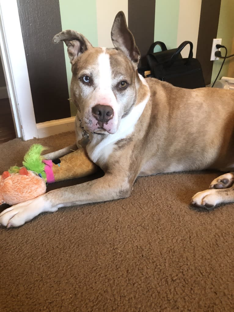 Louie, an American Pit Bull Terrier and American Staffordshire Terrier mix tested with EmbarkVet.com