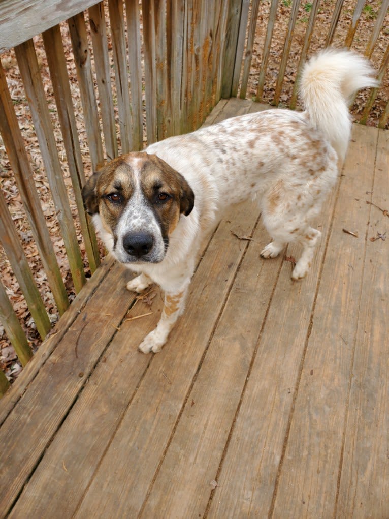 Daisy, a Great Pyrenees and Boxer mix tested with EmbarkVet.com