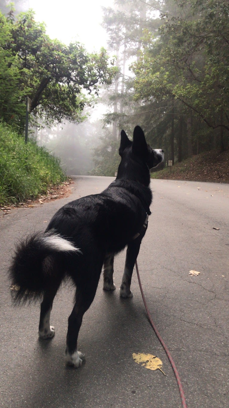 Ryder, a Siberian Husky and Australian Cattle Dog mix tested with EmbarkVet.com