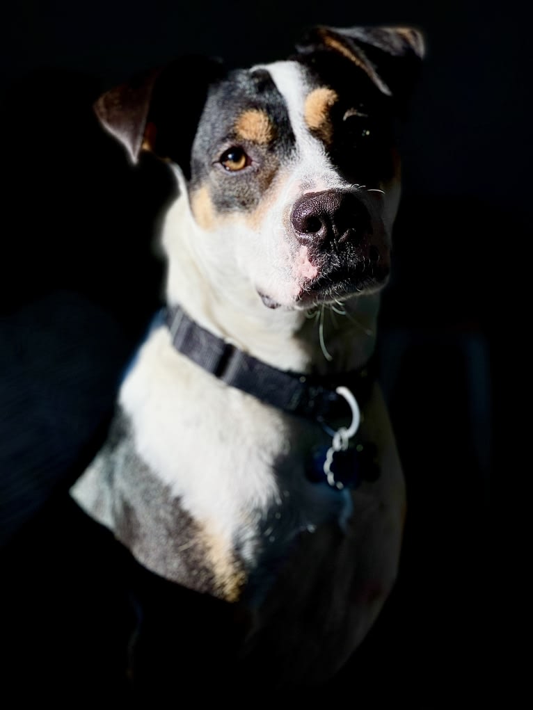 Rocket Heim-Knight, an American Pit Bull Terrier and Rottweiler mix tested with EmbarkVet.com
