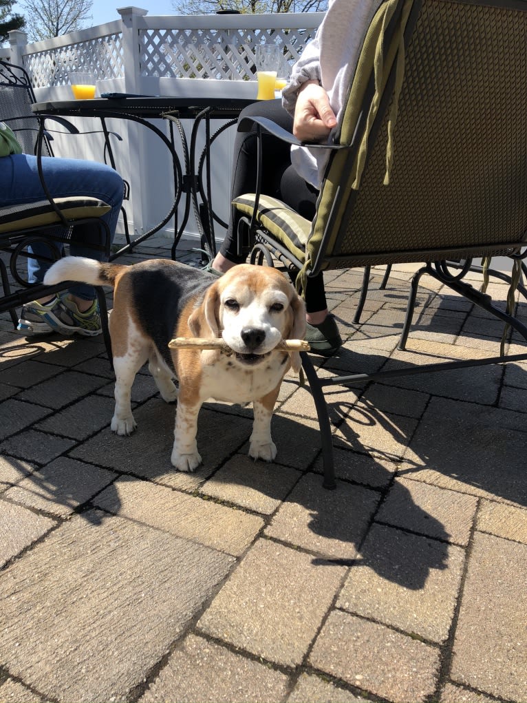 Mae, a Beagle tested with EmbarkVet.com