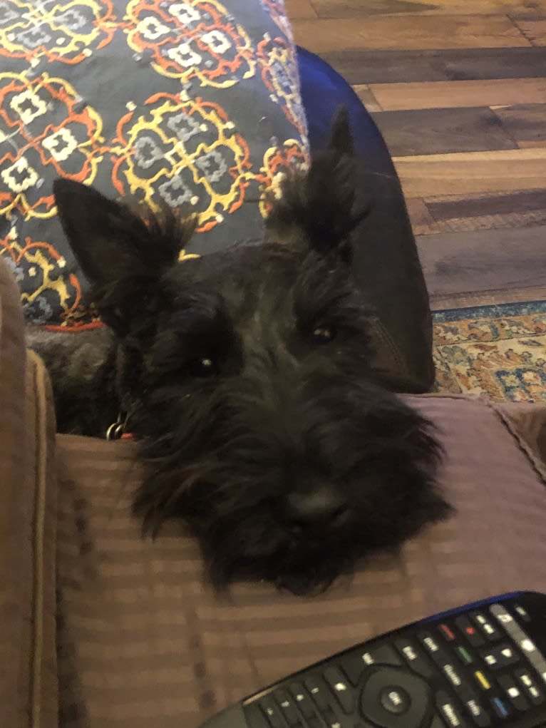 Tucker, a Scottish Terrier tested with EmbarkVet.com