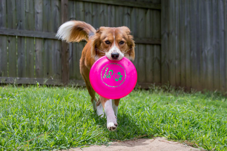 Mac, an English Shepherd tested with EmbarkVet.com