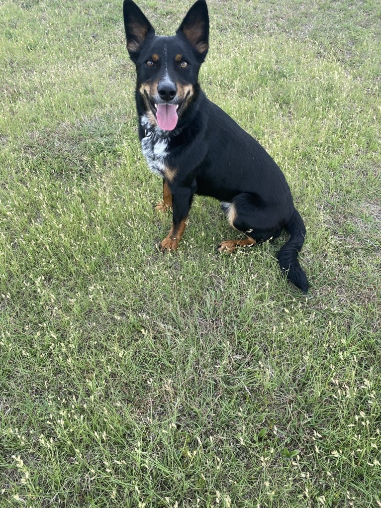 Toussaint, an Australian Cattle Dog and American Pit Bull Terrier mix tested with EmbarkVet.com