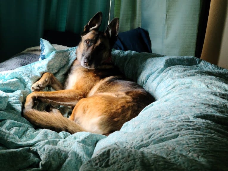 Parker, a German Shepherd Dog and Belgian Malinois mix tested with EmbarkVet.com
