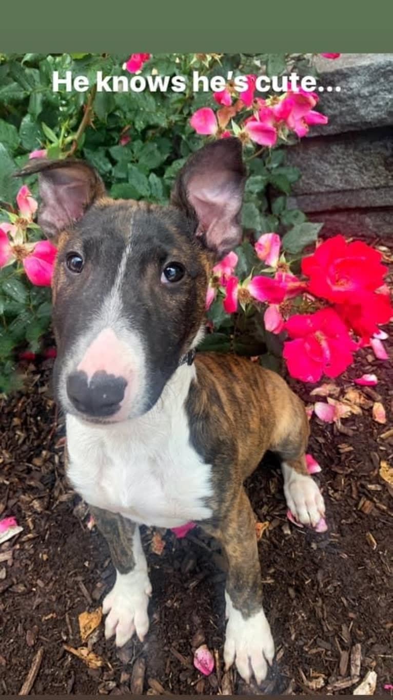 Dippy, a Bull Terrier tested with EmbarkVet.com