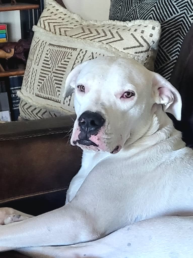 Opie, a Dogo Argentino tested with EmbarkVet.com