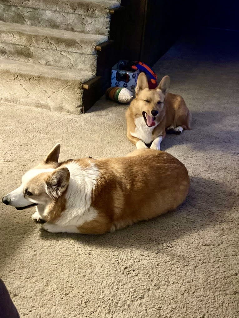 Clark, a Pembroke Welsh Corgi tested with EmbarkVet.com