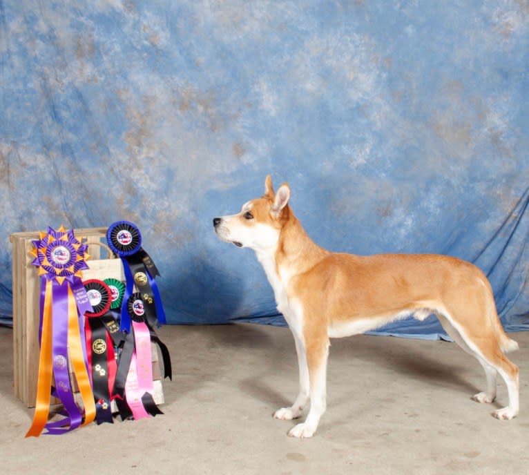 Joe, a Carolina Dog tested with EmbarkVet.com