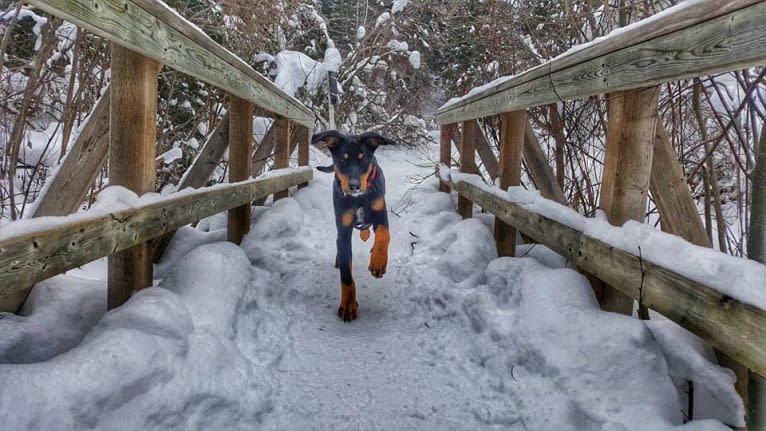 Hati, a Doberman Pinscher and German Shepherd Dog mix tested with EmbarkVet.com