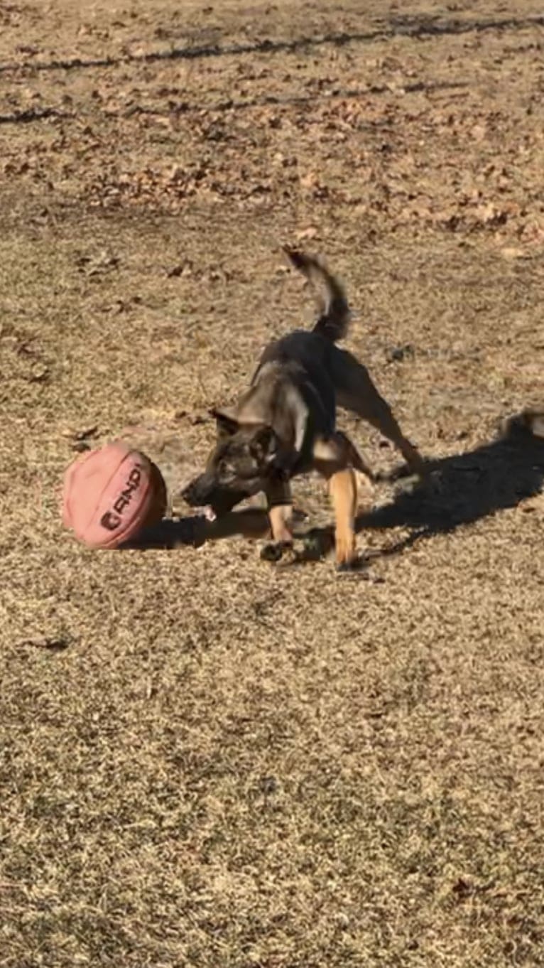 Tala, a German Shepherd Dog and Australian Cattle Dog mix tested with EmbarkVet.com