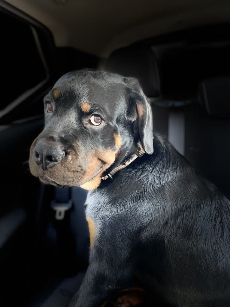 Chompy, a Rottweiler tested with EmbarkVet.com