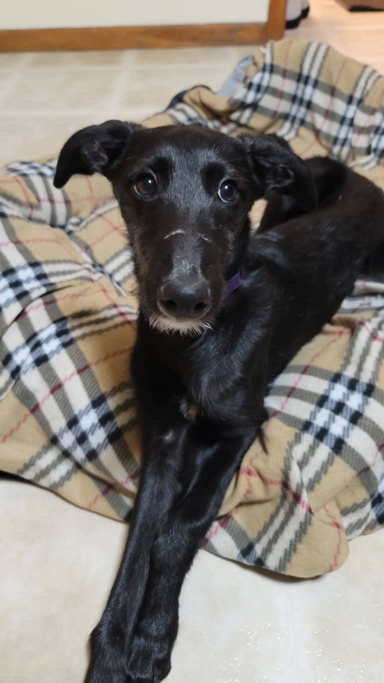 Bahariya, a Greyhound and Borzoi mix tested with EmbarkVet.com