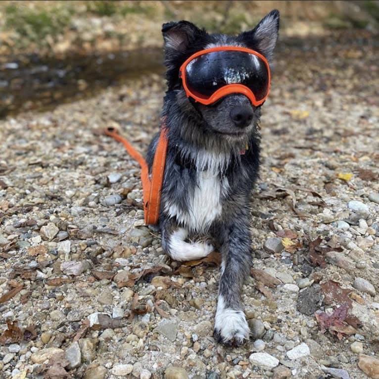 Dakota, an Australian Shepherd tested with EmbarkVet.com