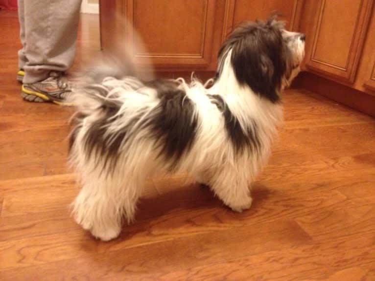 Phoenix, a Coton de Tulear tested with EmbarkVet.com