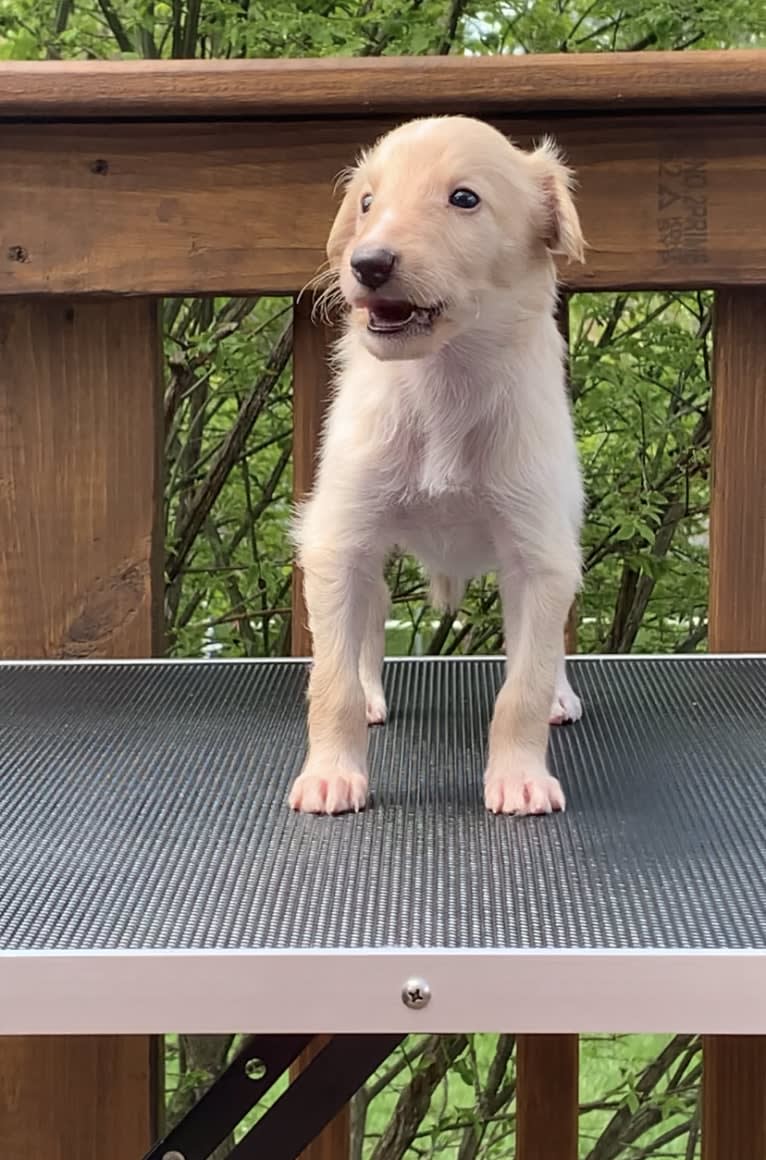 Ace, a Silken Windhound tested with EmbarkVet.com