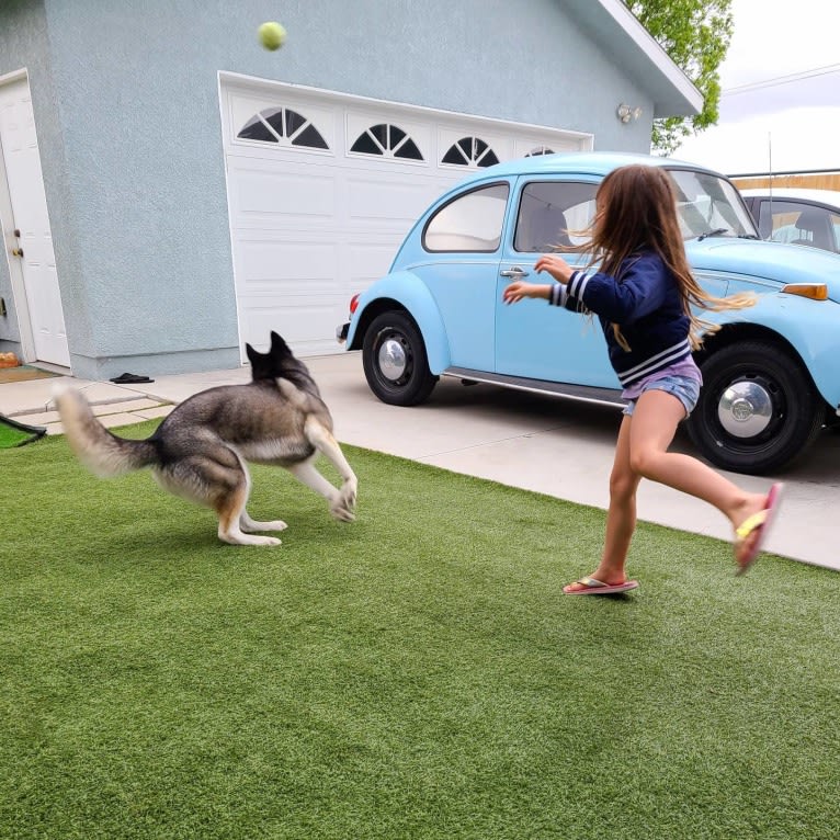 Teyla, a Siberian Husky tested with EmbarkVet.com