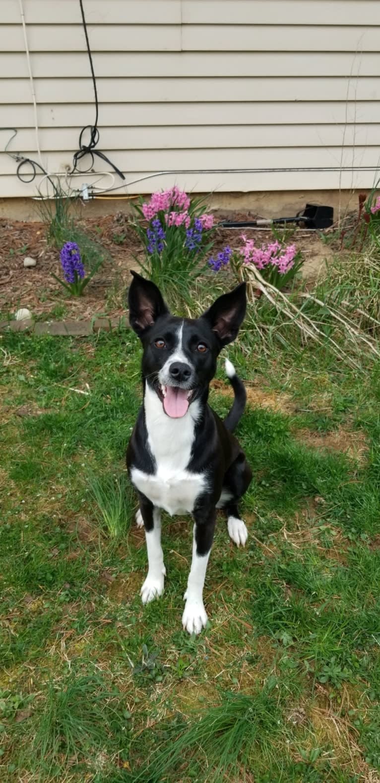 Jaci, a Rat Terrier and Collie mix tested with EmbarkVet.com