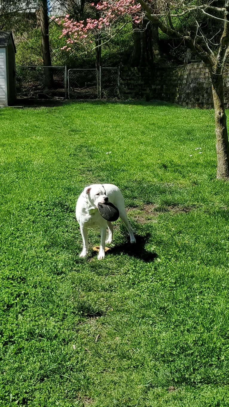 Thorsen, a Boxer and Saint Bernard mix tested with EmbarkVet.com
