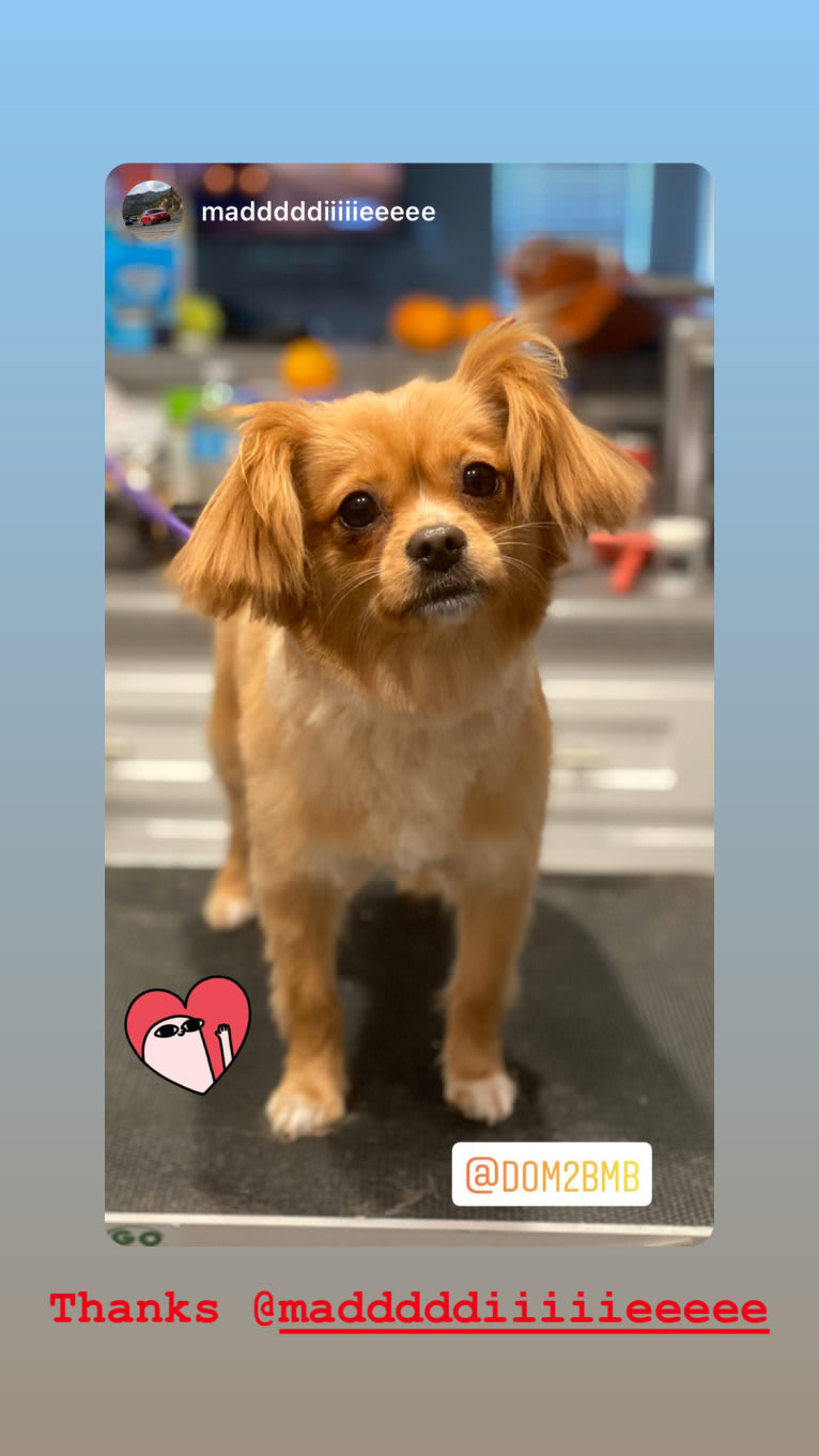 Cleo, a Cavalier King Charles Spaniel and Pomeranian mix tested with EmbarkVet.com