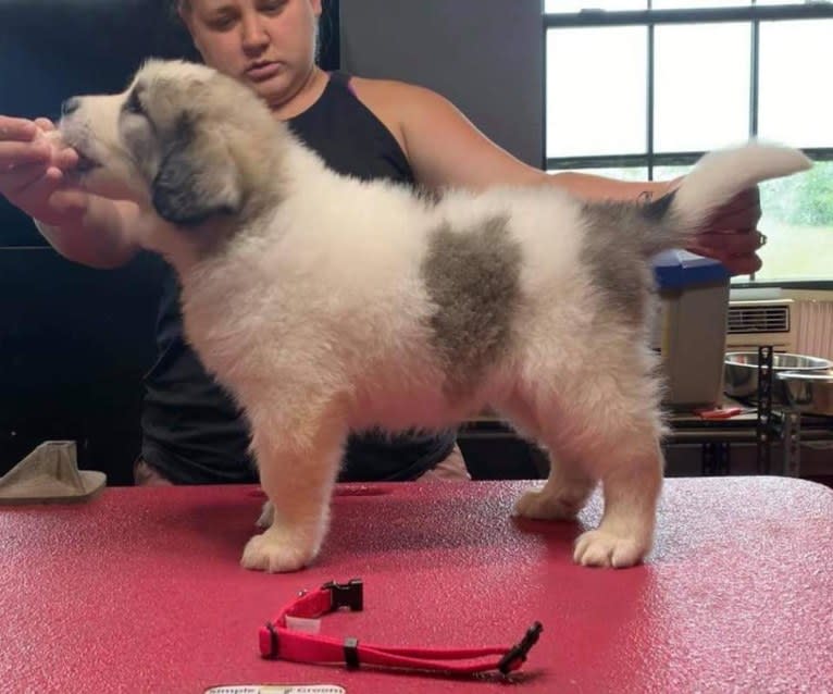 Mynney, a Pyrenean Mastiff tested with EmbarkVet.com