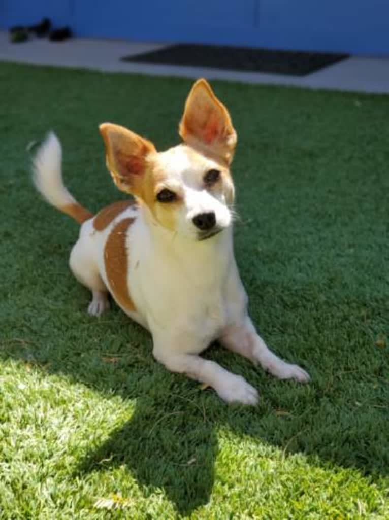 Max, a Russell-type Terrier and Chihuahua mix tested with EmbarkVet.com