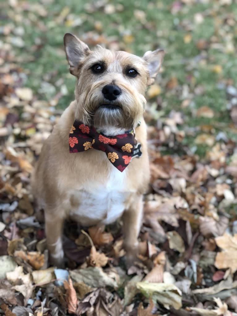 Wilbur, a Miniature Schnauzer and Rat Terrier mix tested with EmbarkVet.com