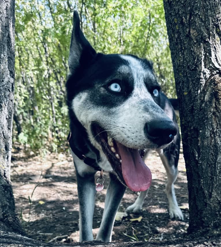 Blue, a Siberian Husky and German Shepherd Dog mix tested with EmbarkVet.com
