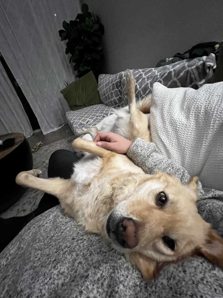 Charlie, a Southeast Asian Village Dog and Golden Retriever mix tested with EmbarkVet.com