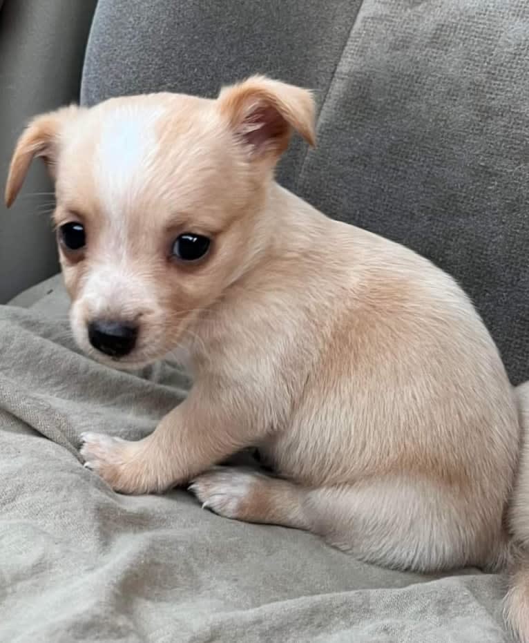 Bella Rose Williams, a Chihuahua and Dachshund mix tested with EmbarkVet.com