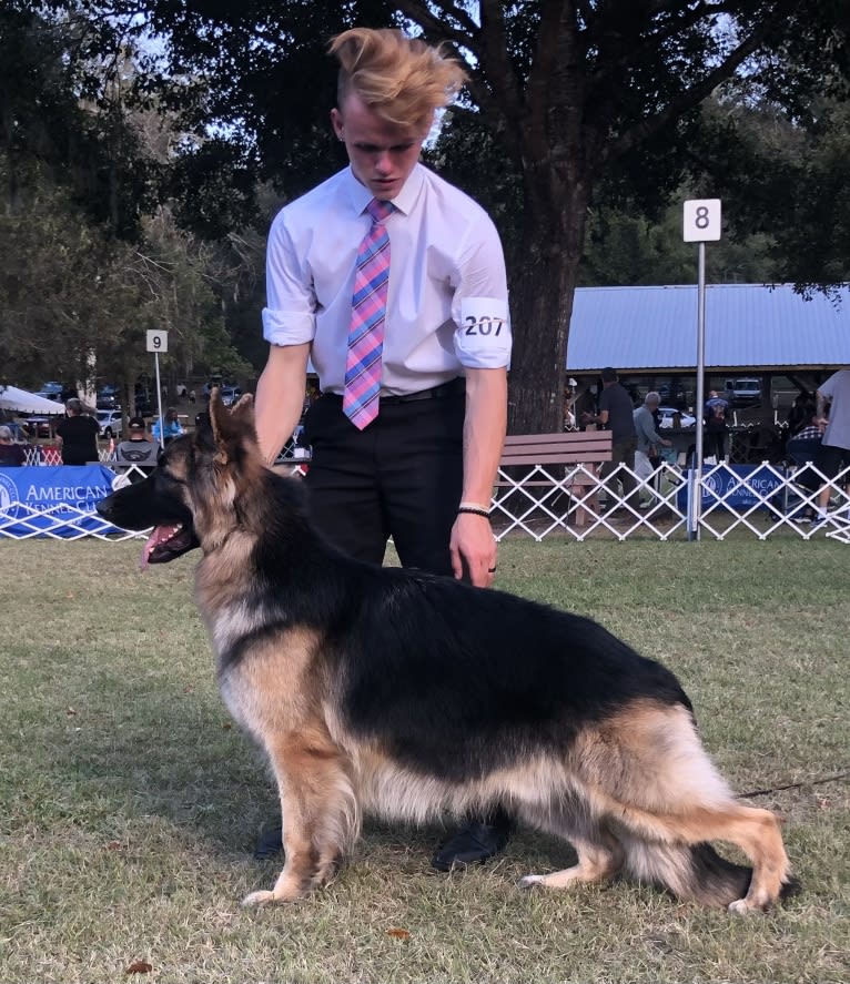 Jack, a German Shepherd Dog tested with EmbarkVet.com