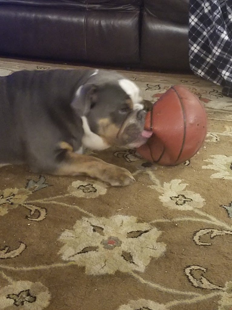 Soldado, a Bulldog tested with EmbarkVet.com