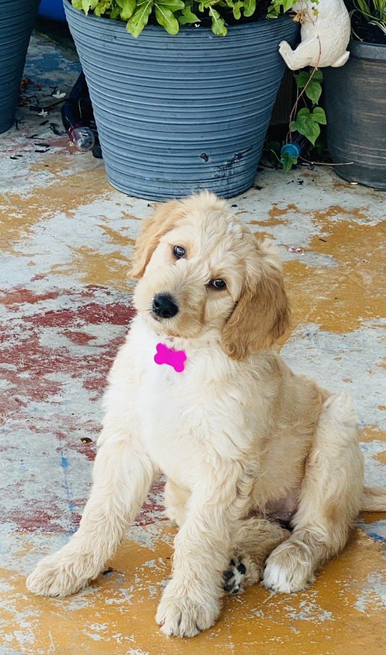 Blossom, a Poodle (Standard) and Golden Retriever mix tested with EmbarkVet.com