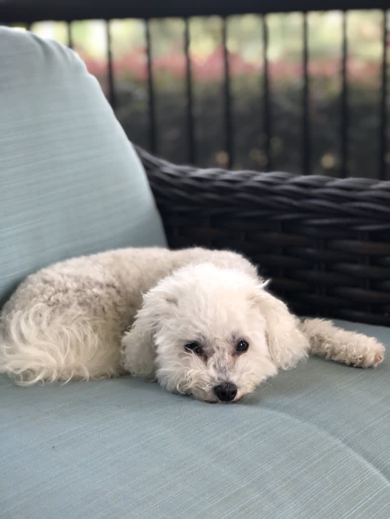 Peyton, a Poodle (Small) tested with EmbarkVet.com