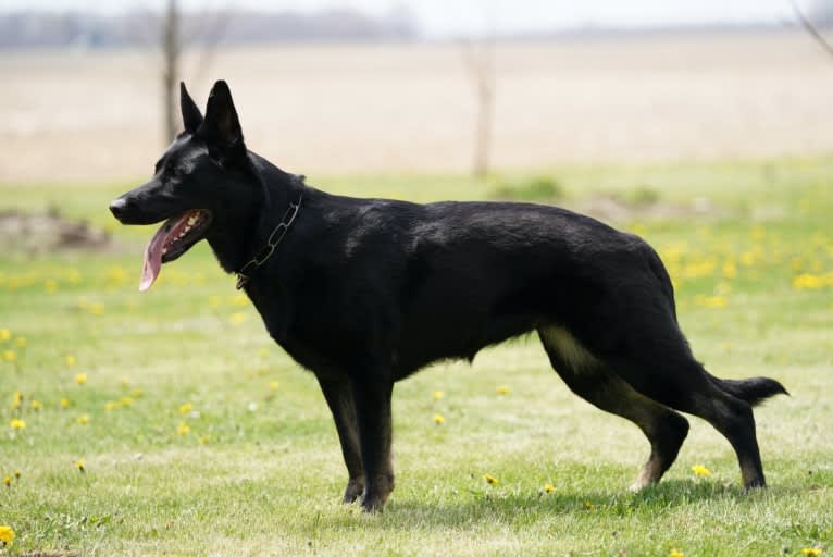 Pashka, a German Shepherd Dog tested with EmbarkVet.com