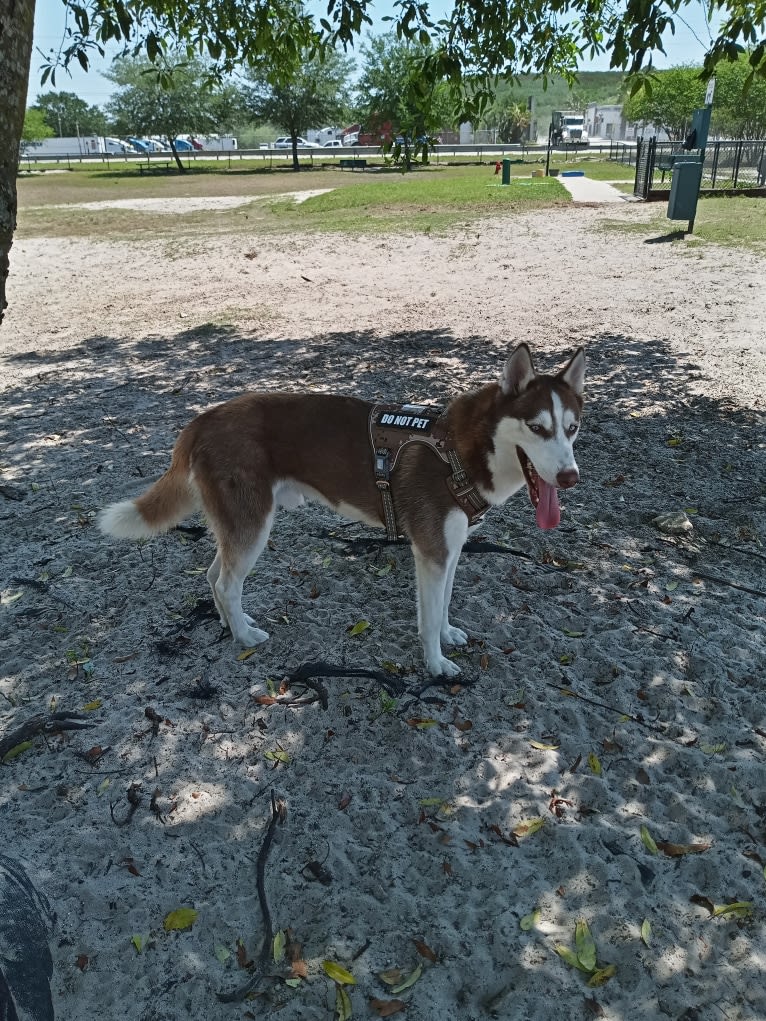 Titan, a Siberian Husky and German Shepherd Dog mix tested with EmbarkVet.com