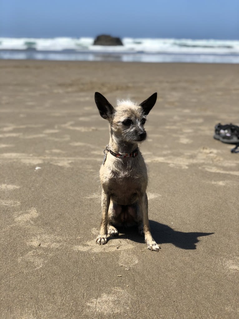 Fionna, a Chihuahua and Shih Tzu mix tested with EmbarkVet.com