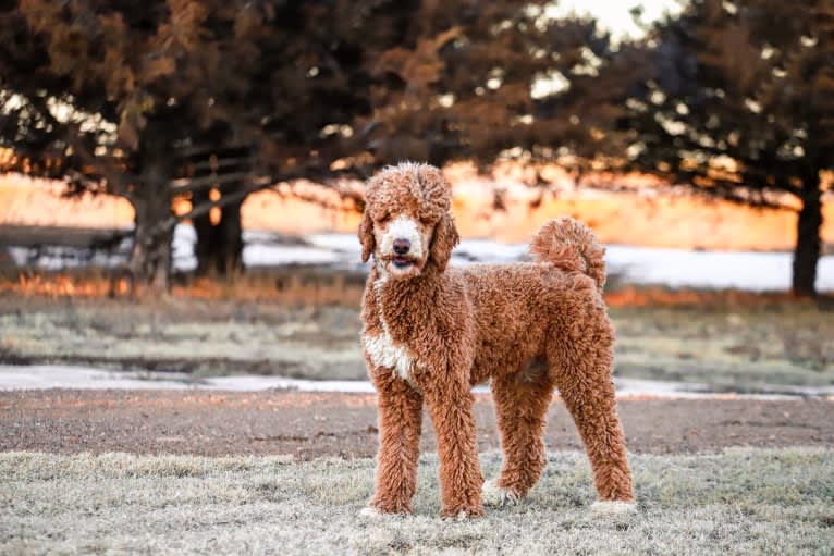 Benny, a Poodle (Standard) tested with EmbarkVet.com