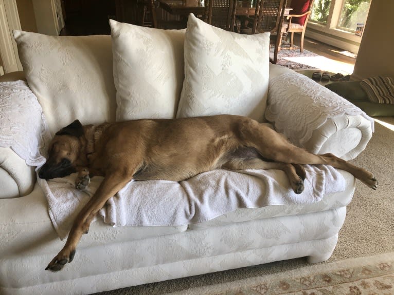 Sansa, a Labrador Retriever and German Shepherd Dog mix tested with EmbarkVet.com