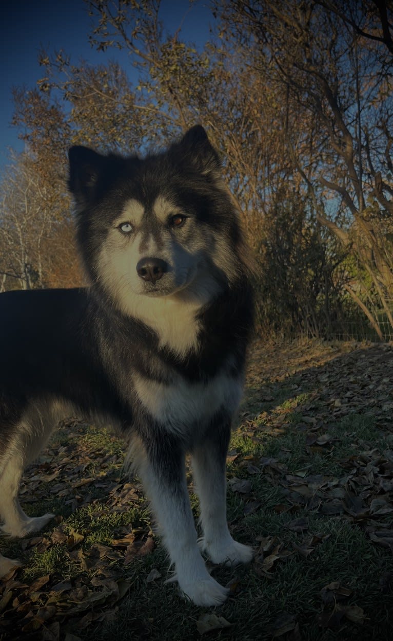 Lucius Lord of Moons, a Siberian Husky tested with EmbarkVet.com