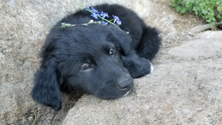 Django, a Border Collie and Golden Retriever mix tested with EmbarkVet.com